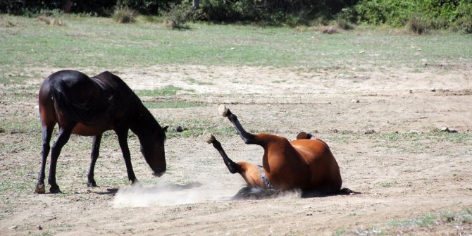 Yılkı Atları güneşli havanın tadını çıkardı