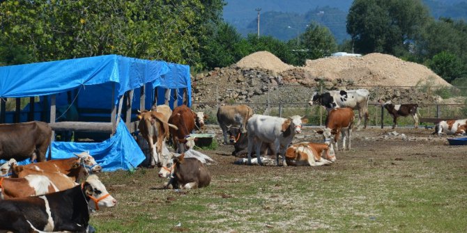Kurbanlıklar fındığa takıldı