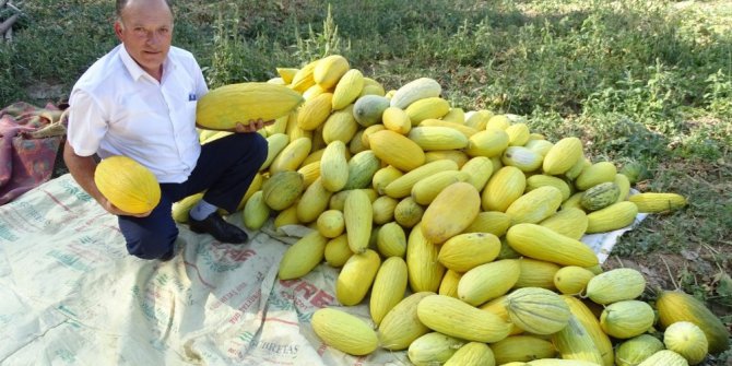 Hisarcık’ta yerli organik kavun kapışılıyor
