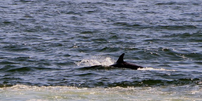 Yunusların balıkçı teknesi ile oyunu