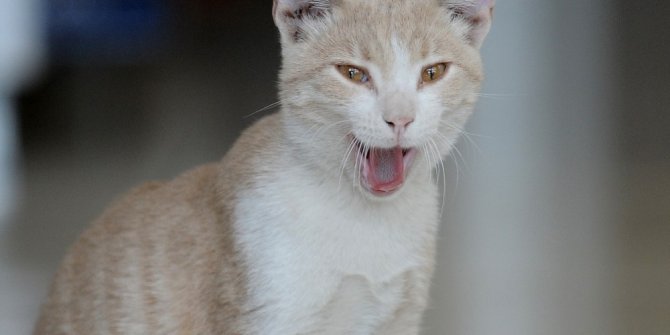 Kedi beslediği için kendisiyle tartışan kişiden şikayetçi oldu