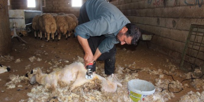 Kırkma makasları teknolojiye yenik düştü
