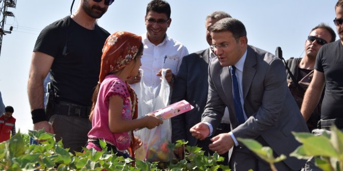 Karadenizli Kaymakam pamuk tarlasında