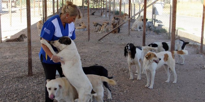 Pet diye alınıp, pat diye atıldılar