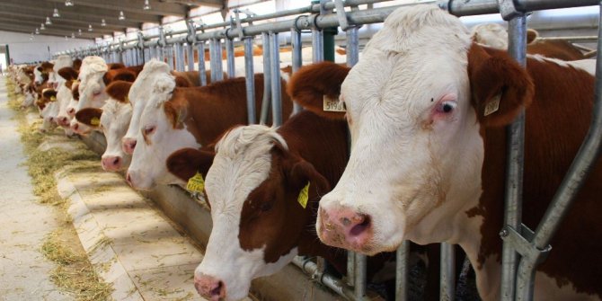 Erzurum’da nüfusun yüzde 52’si tarımda istihdam ediliyor