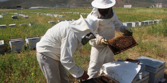 Erzurum’da bal üretiminde yüzde 40 azalma yaşandı