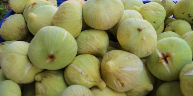 İncir üreticisi emeğinin karşılığını alıyor