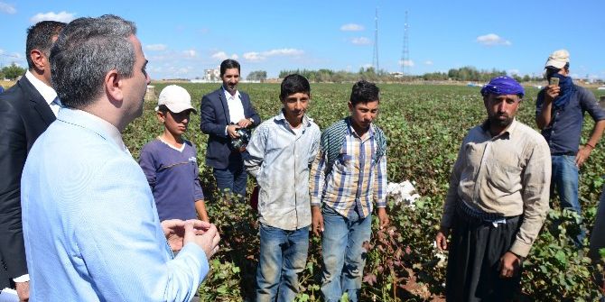 Pamuk Tarlasındaki Çocuklara Kaymakam’dan Eğitim Desteği
