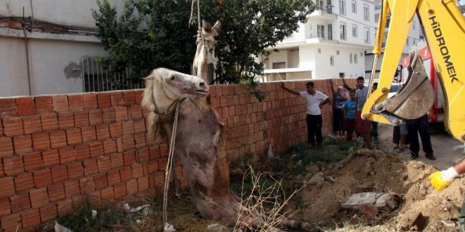 Foseptik çukuruna düşen at kurtarıldı