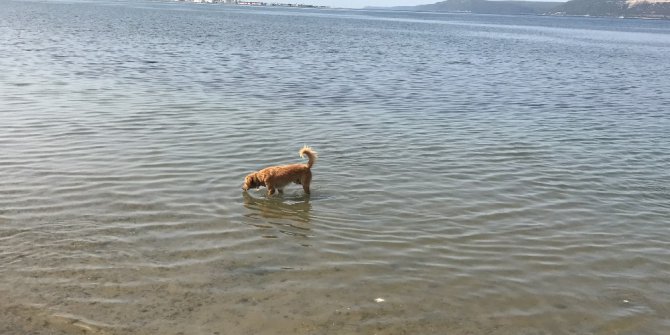 Bu da balıkçı köpek