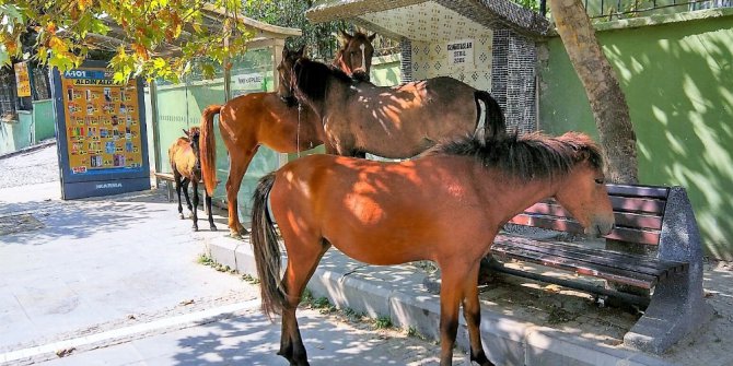 Aç kalan atlar şehri altüst etti