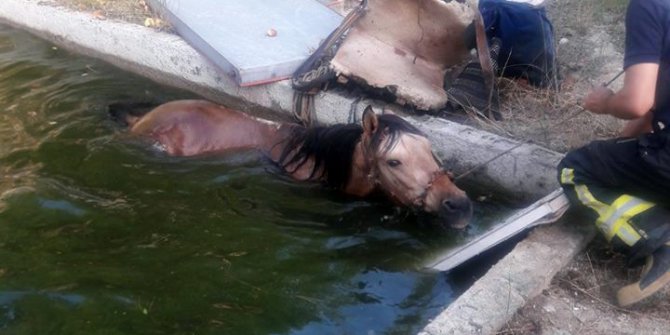 Havuza düşen atı itfaiye iş makinesiyle kurtardı