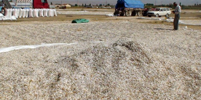 Çerezlik ayçekirdeği hasadı başladı