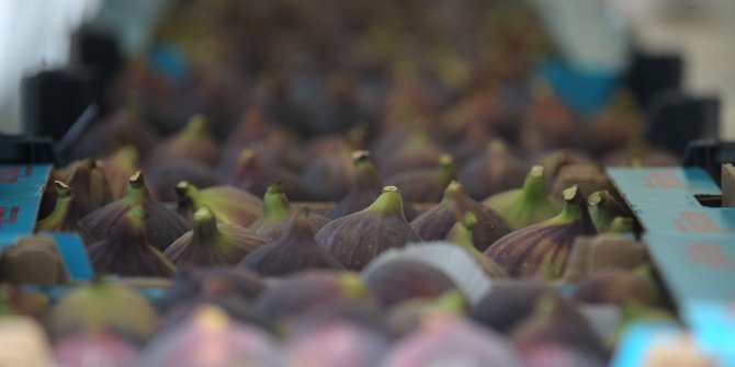 Bursa’da hem incirler, hem pehlivanlar yarıştı