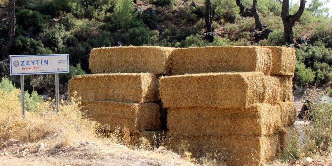 Fatih Belediyesi’nden 51 evin kül olduğu Zeytinköy’e saman desteği
