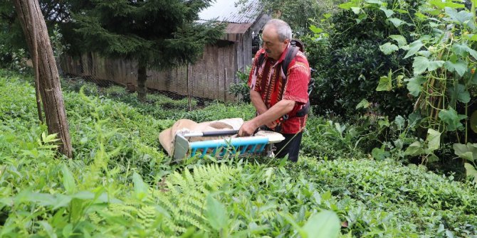 Geliştirdiği çay toplama makinesiyle günde 1 ton çay topluyor