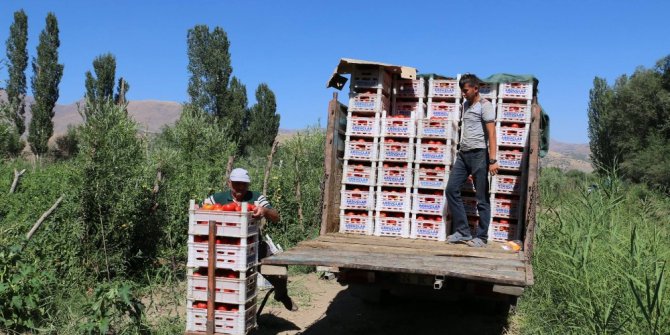 Erzincan Domates üretiminde söz sahibi olmaya başladı