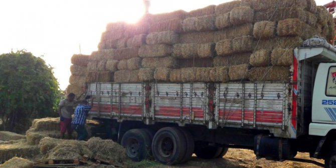 Muğla’nın Zeytinköy yangın bölgesine Fatih Belediyesinin gönderdiği yemler ulaştı