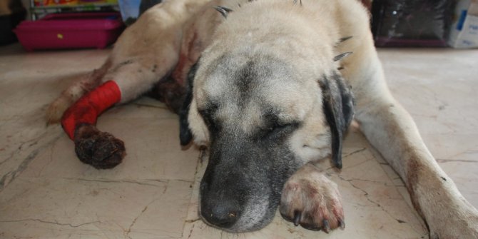 Baltalı saldırıya uğrayan kangal köpeği tedavi altına alındı