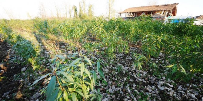 Büyükşehir destekliyor, kivi ve şeftali üretimi artıyor