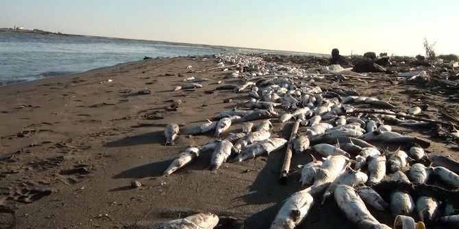 Balık Ölümlerinde Analiz Raporu Bekleniyor