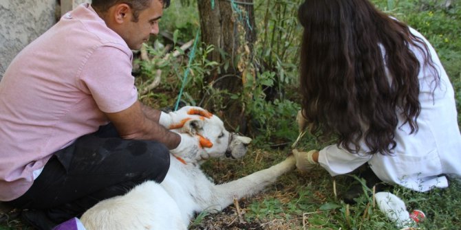 Yaralı sokak hayvanına belediye sahip çıktı