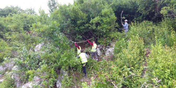 Kastamonu ve Sinop’ta, defne üretiminde hedefler aştı