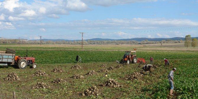 Daday’da pancar üretimi arttı