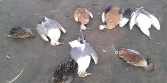 Erçek Gölü’nde Kuş Ölümleri