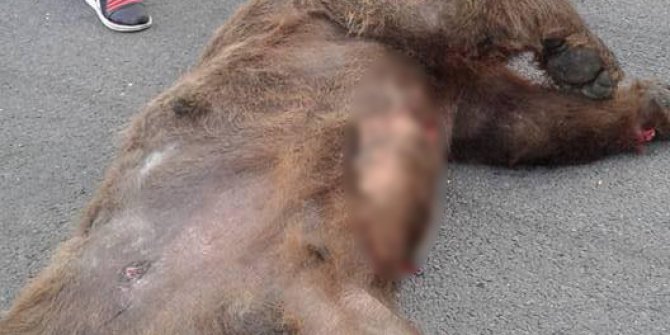 Vurulan ayı yol kenarında can verdi