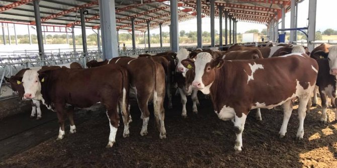 Simental cinsi gebe düveler Kula’ya geldi