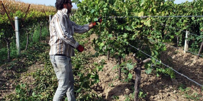 Üzüm fiyatlarını protesto için bağını köklemeye başladı