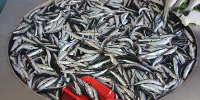 Fiyatı düşen hamsiye yoğun ilgi