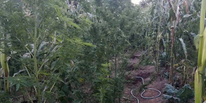 Sakarya’da 4 ilçede uyuşturucu operasyonu