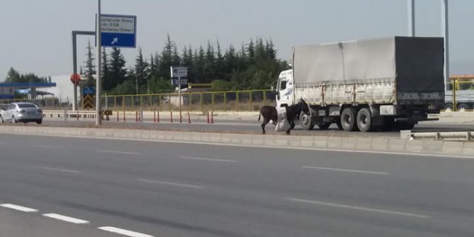 Sahipsiz eşek çevreyolunda