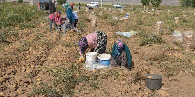 Altıntaş’ta 2 bin 500 ton patates verimi bekleniyor