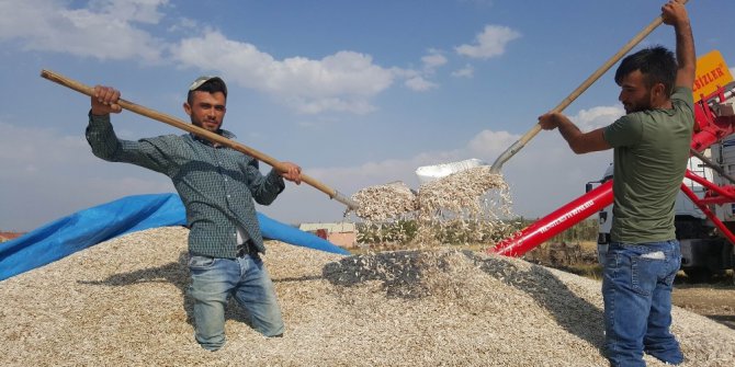 Kayseri Şeker çerezlik ayçiçeği sektöründe de lider olacak