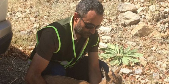 Koruma altındaydı, tedavisi tamamlandı, doğaya bırakıldı