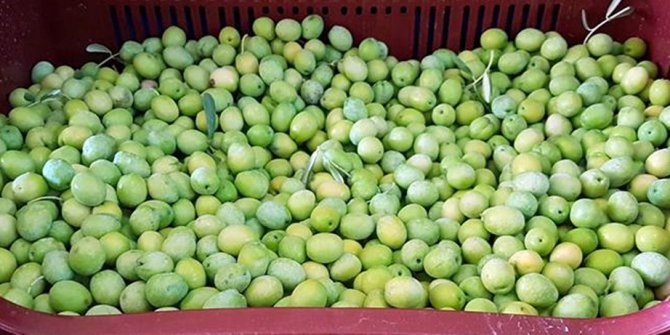 Mersin’de zeytin hasadı başladı