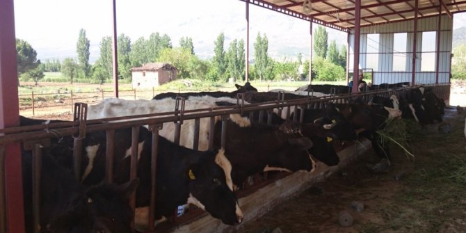 Hayvan Şap hastalığı aşılama dönemi başladı