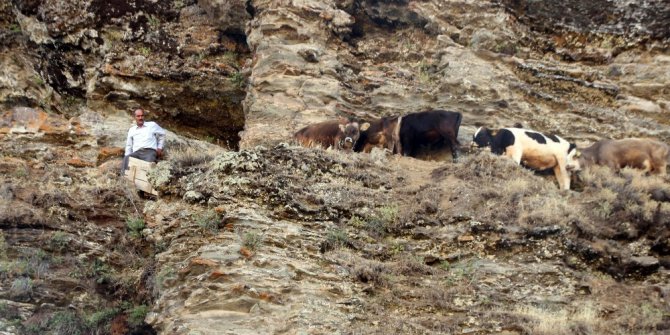 Varto’da zorlu hayvan kurtarma operasyonu