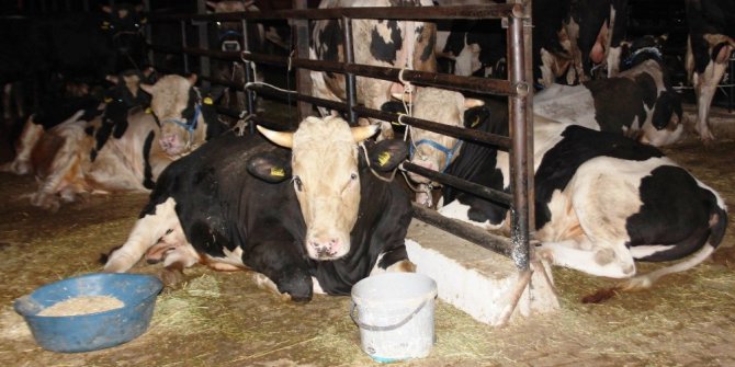 Aydın’da büyükbaş hayvan sayısı 347 bin 841 oldu