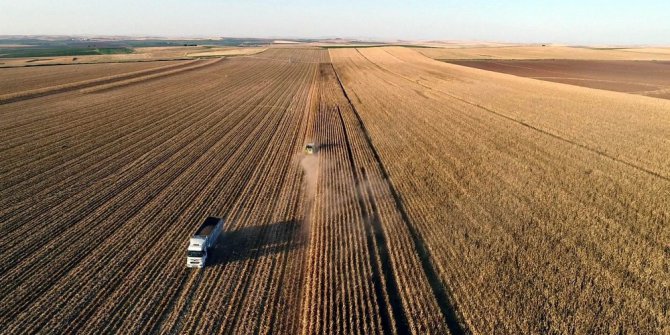 Mısır, çiftçinin yüzünü güldürmedi