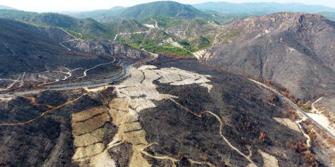 Yanan alana 1,5 milyon yeni fidan