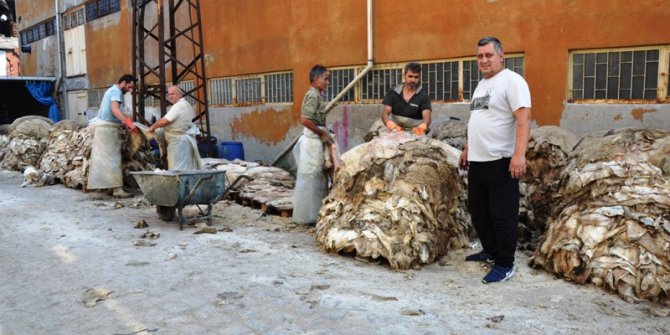 17 işletme bu yıl 500 bin küçükbaş hayvan derisi işledi