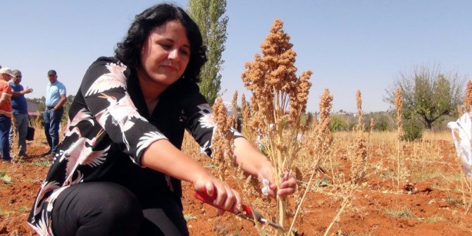 Torosların alternatif bitkisi kinoa