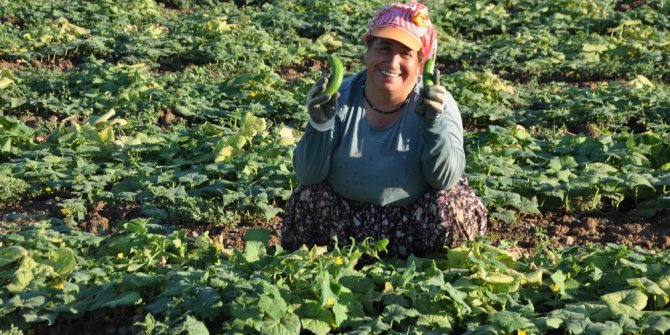 Payas’ta organik salatalık üretimi