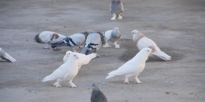 Türkiye’de Bir İlk, Diyarbakır’da Güvercinler İçin Otel Kuruldu
