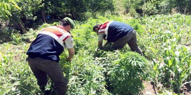 Çameli’de uyuşturucu operasyonu: 1 gözaltı