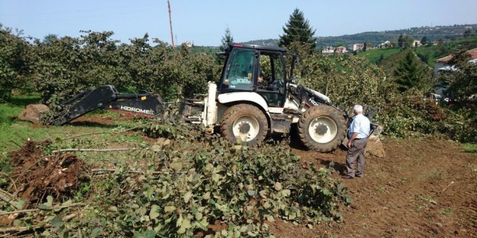 Fındık bahçesini söktü